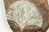 2.1" Fossil Ginkgo Leaf From North Dakota - Paleocene - #201214-1